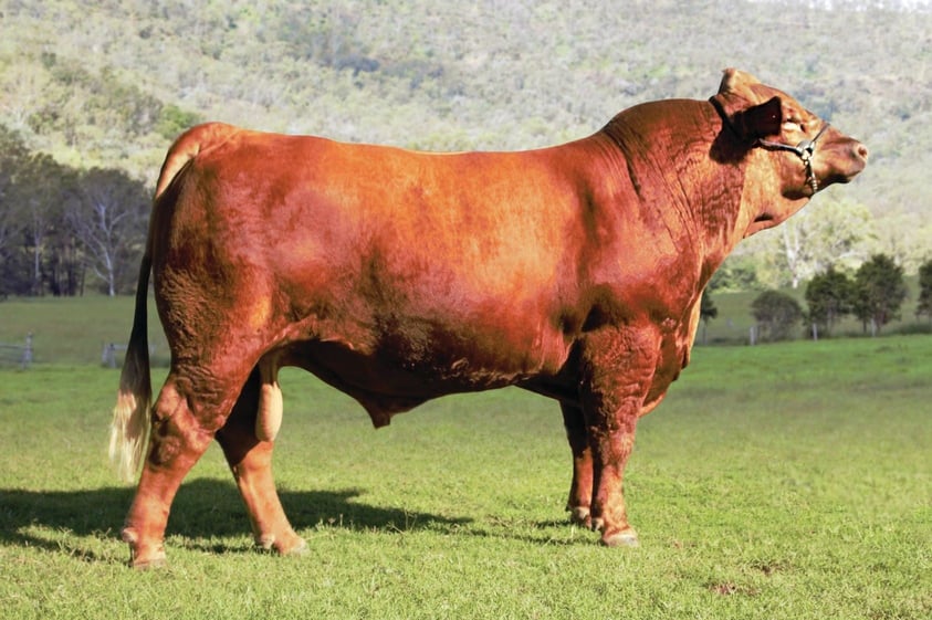 Ellendale Simmentals Beef Australia Stud Cattle & Auction
